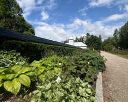 kiwaty i błękitne niebo